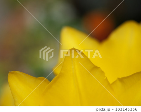 チューリップの花のクローズアップ 103145356