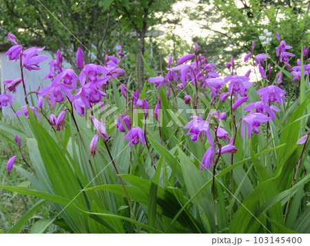紫紅色の綺麗な花はシランの花 紫紅色の綺麗な花はシランの花 103145400