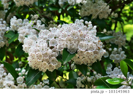 白い小さな花が集合したカルミアの花(春、五月) 白い小さな花が集合したカルミアの花(春、五月) 103145963