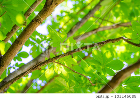 【新緑素材】朴木の新緑【長野県】 【新緑素材】朴木の新緑【長野県】 103146089