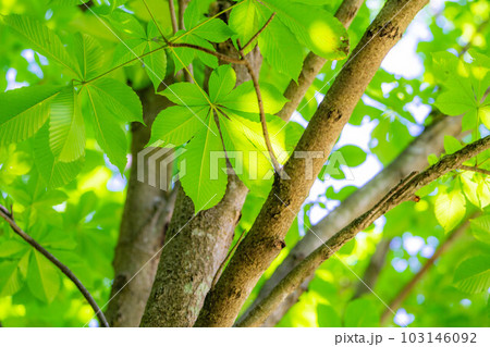 【新緑素材】朴木の新緑【長野県】 【新緑素材】朴木の新緑【長野県】 103146092