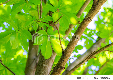 【新緑素材】朴木の新緑【長野県】 【新緑素材】朴木の新緑【長野県】 103146093