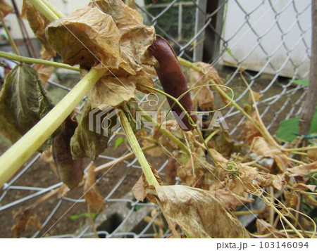 ツタンカーメンノエンドウマメの成熟した豆 ツタンカーメンノエンドウマメの成熟した豆 103146094