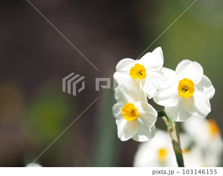 可憐な水仙 103146155