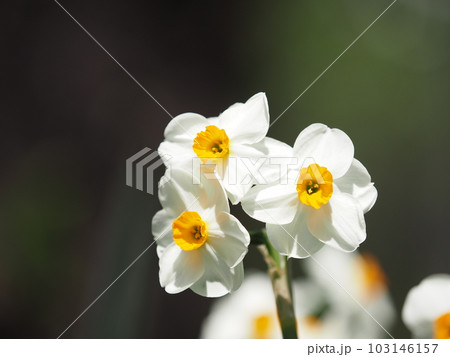 可憐な水仙 103146157