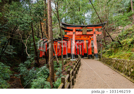 京都伏見稲荷大社の山中に林立する千本鳥居 103146259