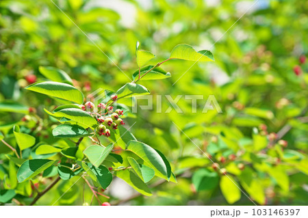 まだ若い緑色のジューンベリーの実（春、五月） 103146397