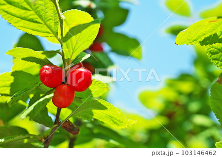赤いユスラウメの実(春、五月) 赤いユスラウメの実(春、五月) 103146462