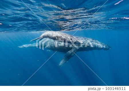 ザトウクジラの親子 103146511