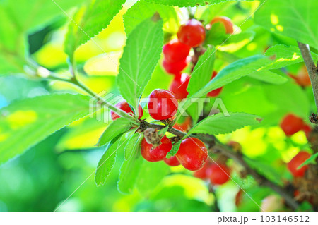 赤いユスラウメの実(春、五月) 赤いユスラウメの実(春、五月) 103146512