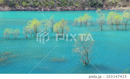 秋扇湖の水没林 秋扇湖の水没林 103147415