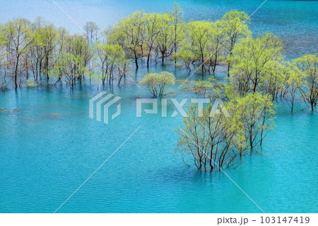 秋扇湖の水没林 秋扇湖の水没林 103147419