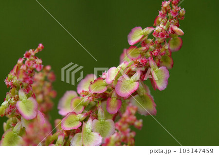 スイバの花 アップ 5月上旬 スイバの花 アップ 5月上旬 103147459