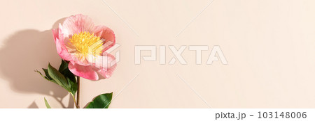 Beautiful pink peony flower on white background top view flat lay style banner 103148006
