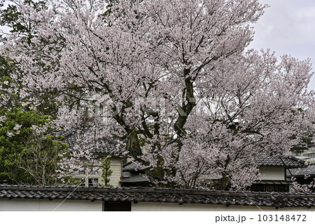 黒門前緑地のコシノヒガンザクラ 103148472