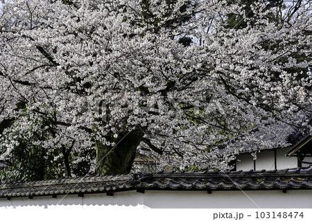 黒門前緑地のコシノヒガンザクラ 103148474