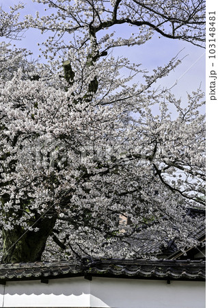 黒門前緑地のコシノヒガンザクラ 103148481