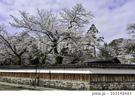 黒門前緑地のコシノヒガンザクラ 103148483