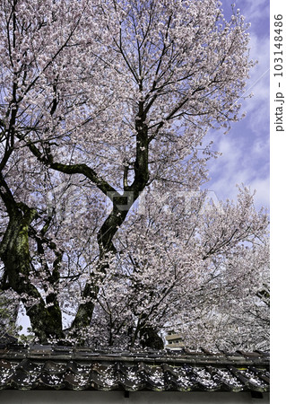 黒門前緑地のコシノヒガンザクラ 103148486