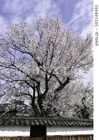 黒門前緑地のコシノヒガンザクラ 103148491