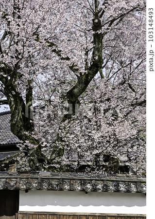 黒門前緑地のコシノヒガンザクラ 103148493