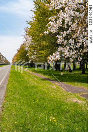 二十間道路桜並木 北海道日高郡新ひだか町静内 二十間道路桜並木 北海道日高郡新ひだか町静内 103149061