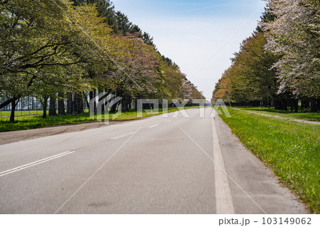 二十間道路桜並木 北海道日高郡新ひだか町静内 103149062
