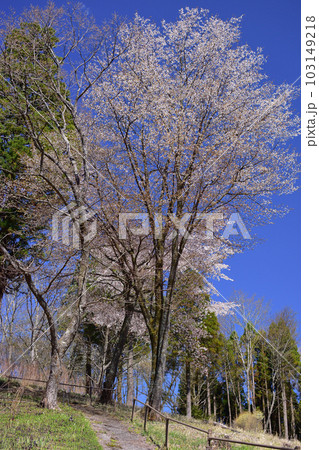 山桜 山桜 103149218