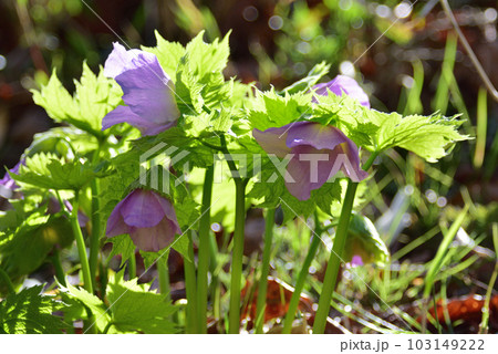 シラネアオイ(白根葵) シラネアオイ(白根葵) 103149222