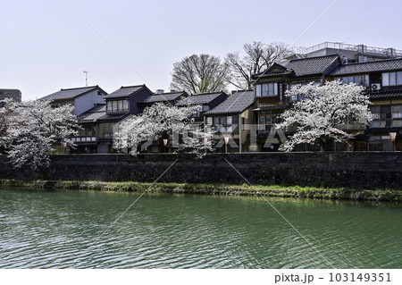 桜が似合う主計町茶屋街 103149351