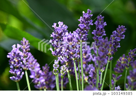 イングリッシュラベンダー 103149385