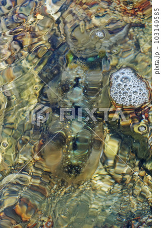 瀬戸内海で釣れたアオリイカ 瀬戸内海で釣れたアオリイカ 103149585