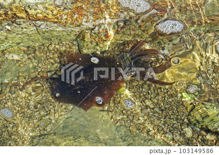 瀬戸内海で釣れたアオリイカ 瀬戸内海で釣れたアオリイカ 103149586