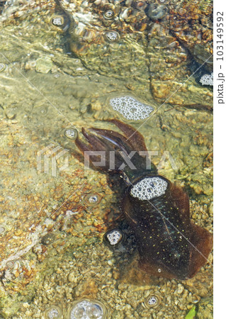 瀬戸内海で釣れたアオリイカ 103149592