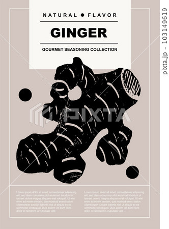 Ginger. Set of posters of spices, herbs, organic product in a abstract draw design. Label or poster for food preparing and culinary. Simple, flat design. For poster, cover, banner.	 103149619
