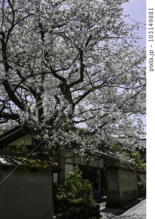 桜咲く春の長町武家屋敷跡 103149881