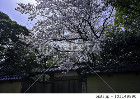 桜咲く春の長町武家屋敷跡 103149890