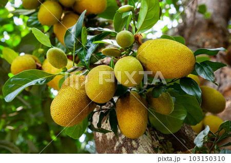 Jackfruit tree with ripe fruits 103150310