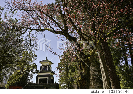 梅が見頃の尾山神社 103150340
