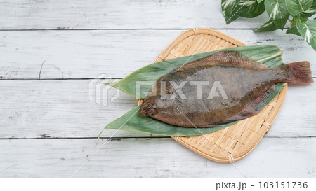 マガレイ(真鰈) 白い木目背景 マガレイ(真鰈) 白い木目背景 103151736