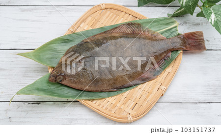 マガレイ(真鰈) 白い木目背景 マガレイ(真鰈) 白い木目背景 103151737