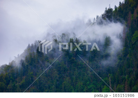 Mountain slope in clouds and mist 103151986