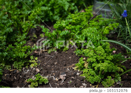 fresh green curly parsley on a garden bed on a sunny day. 20 May 2023. Russia. 103152076
