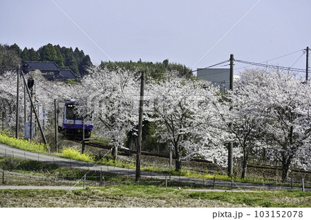 のと鉄道の列車と沿線の桜 103152078