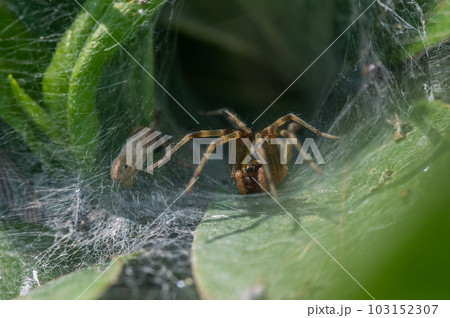 巣の中で獲物を待つクサグモ 103152307