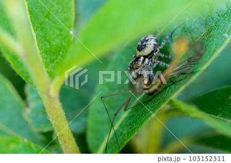 ガガンボを捕食するハエトリグモ(ネコハエトリ) ガガンボを捕食するハエトリグモ(ネコハエトリ) 103152311