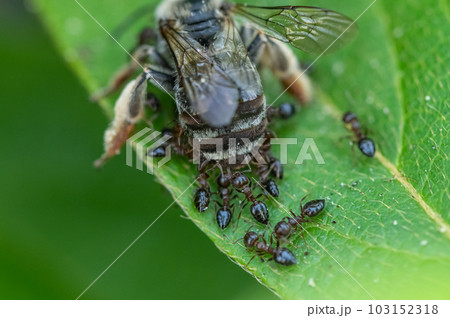 ミツバチの死骸に群がるアリ 103152318