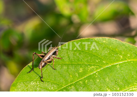 草の上のヒメギス幼虫 草の上のヒメギス幼虫 103152330