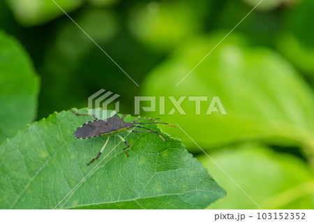 キバラヘリカメムシ 103152352