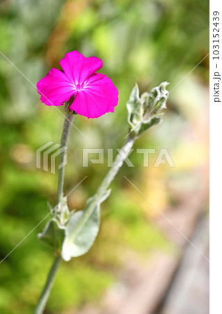 スイセンノウ(酔仙翁) スイセンノウ(酔仙翁) 103152439